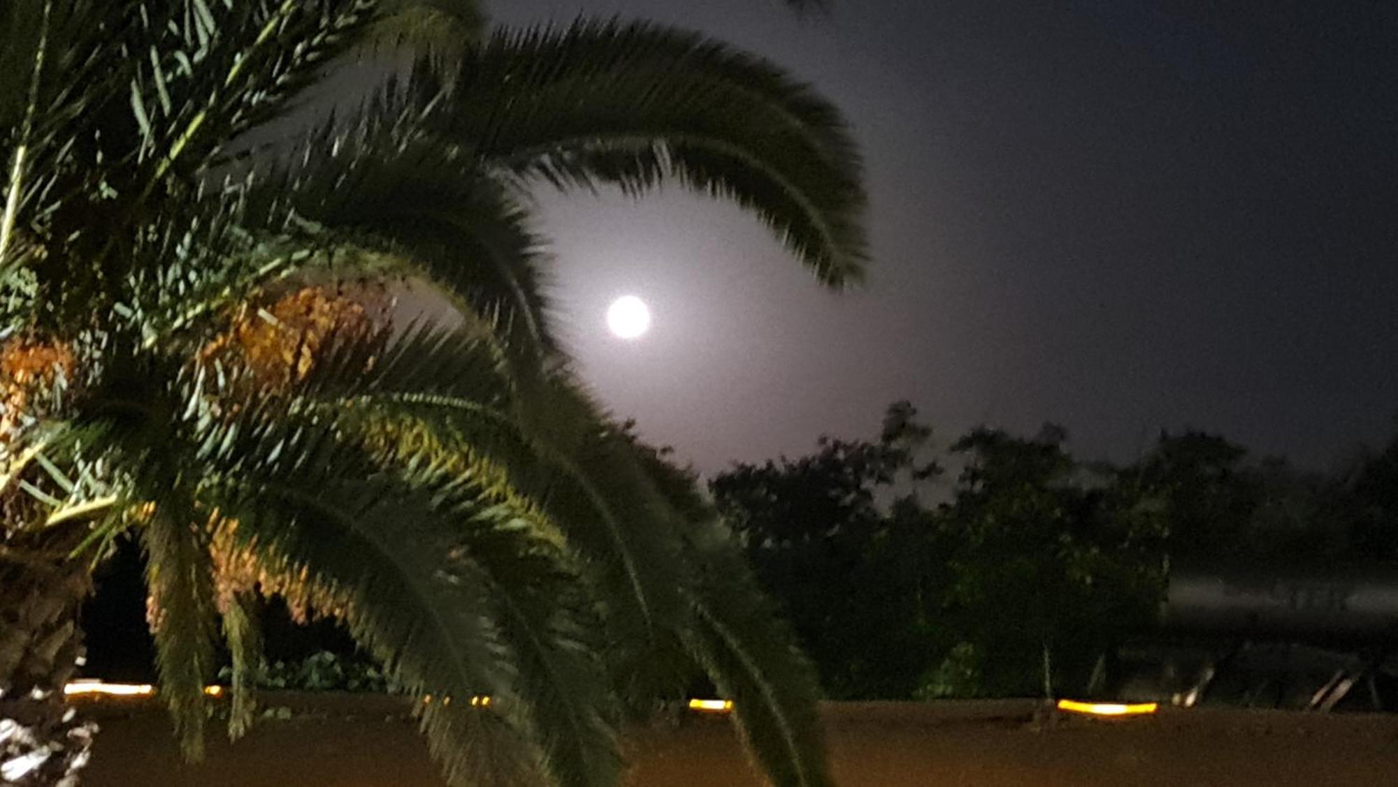 The Palms Novasithonia *